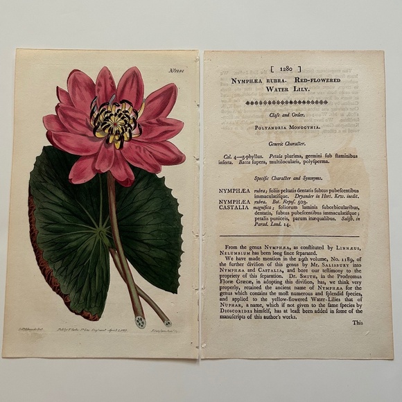 6 Curtis 1800’s Hand-colored Engravings Peony, Hibiscus, Camellia, Water Lily - Picture 7 of 13